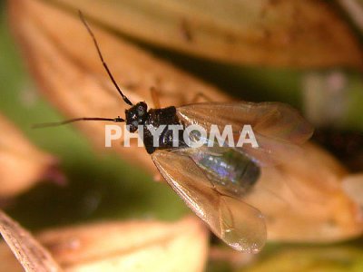 Tytthus parviceps